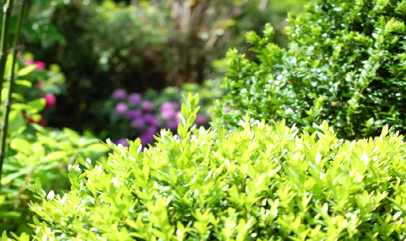 aktuelles 2013.06 - Hausgarten in Dellbr�ck