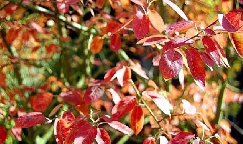 aktuelles 2013.10 - Herbstf�rbung Felsenbirne